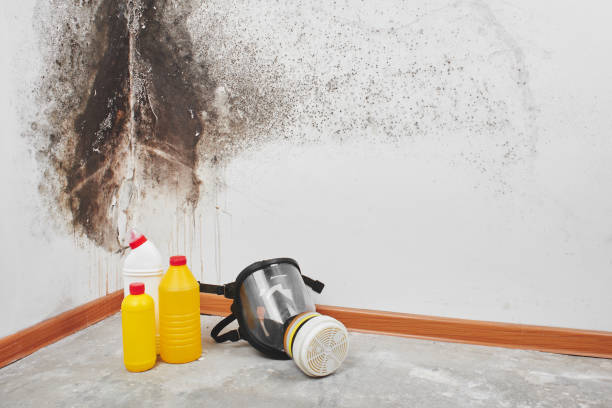 Best Post-Flood Mold Remediation in Carlinvle, IL