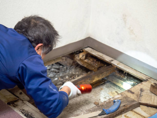 Best Health and Safety Mold Remediation in Carlinvle, IL