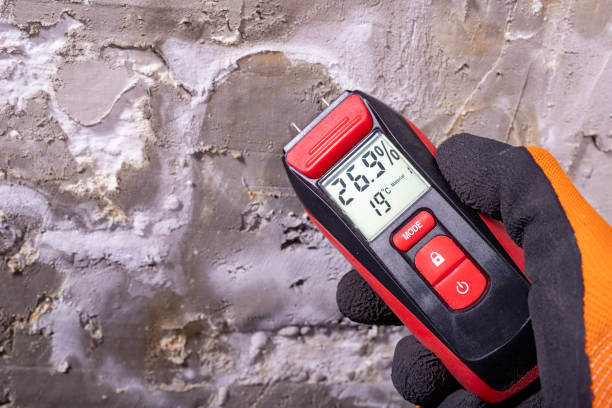 Best Attic Mold Remediation in Carlinvle, IL