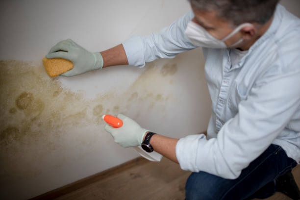 Best Residential Mold Remediation in Carlinvle, IL