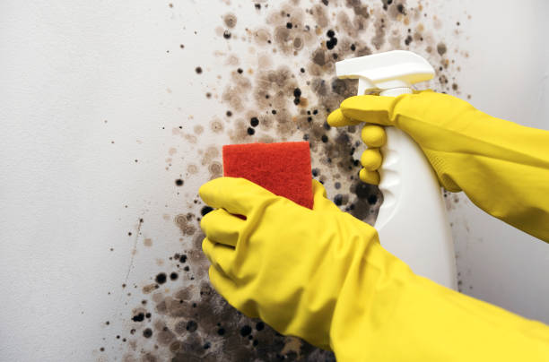 Best Emergency Mold Remediation in Carlinvle, IL