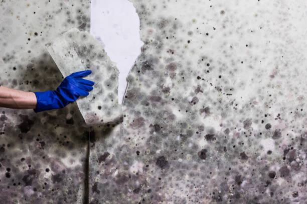 Reliable Carlinville, IL Mold Remediation Solutions